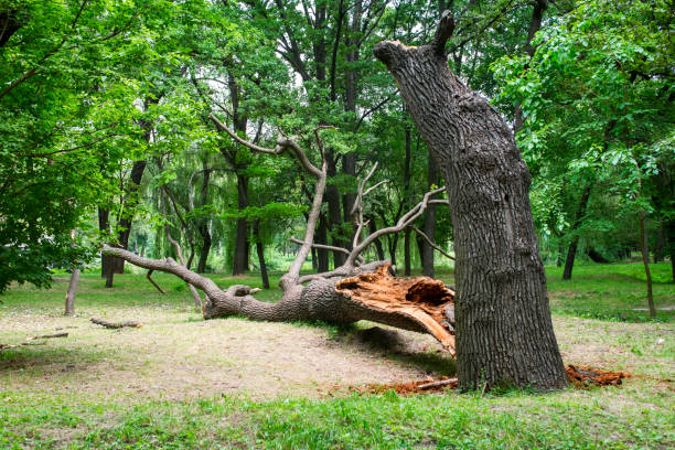 How Our Tree Care Process Works  in  Trail Creek, IN